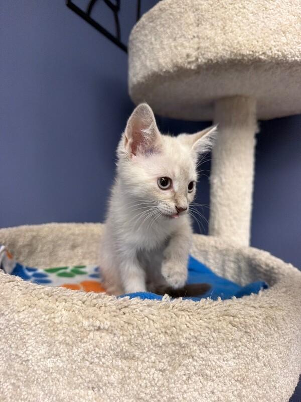 Benji, Adoptable, Kitten Male Domestic Short Hair.