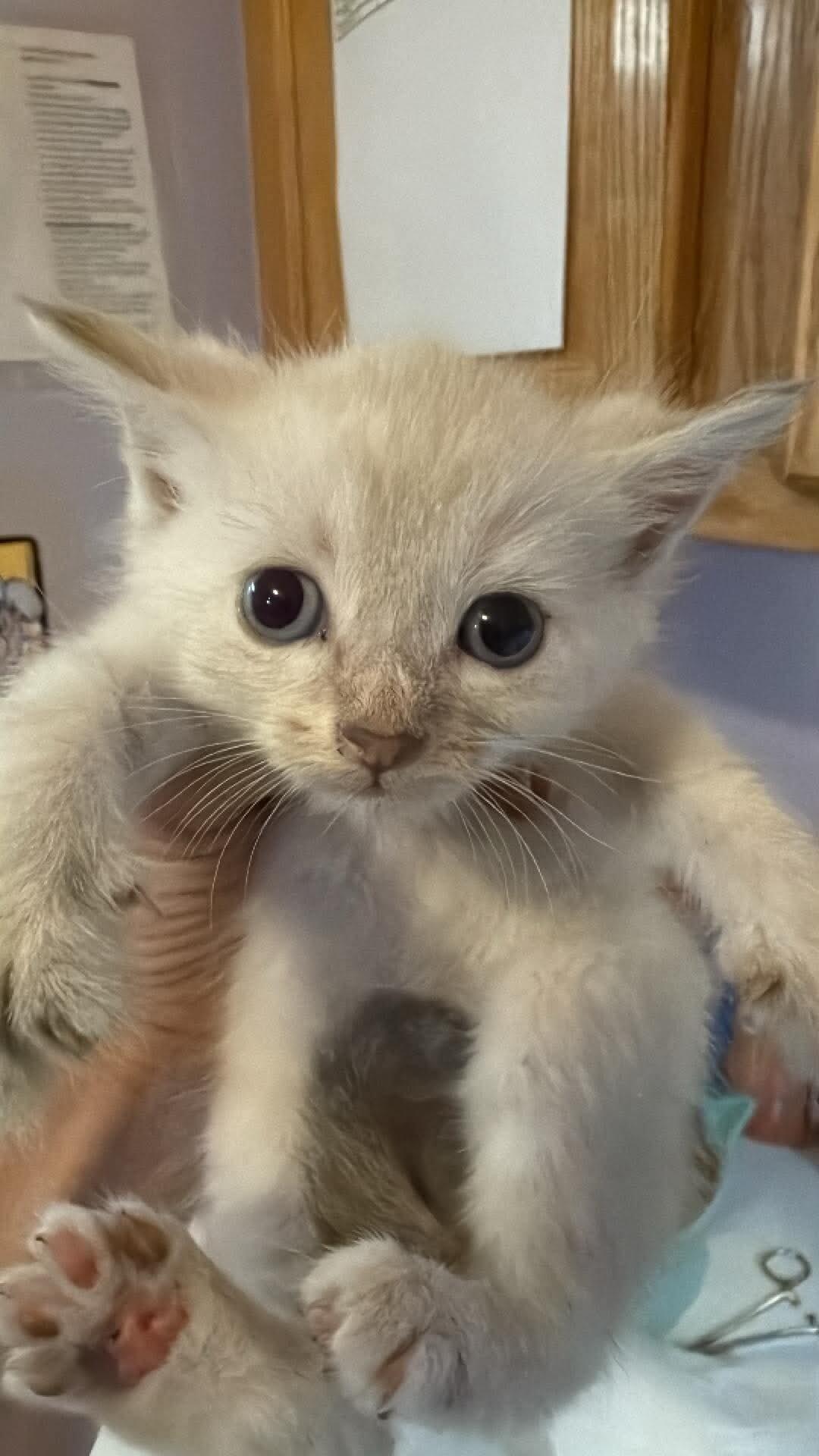 Benji, a Adoptable Domestic Short Hair in Belton, MO image 2/5