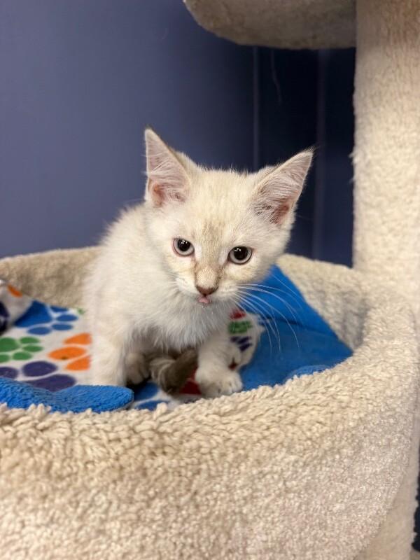 Benji, a Adoptable Domestic Short Hair in Belton, MO image 3/5