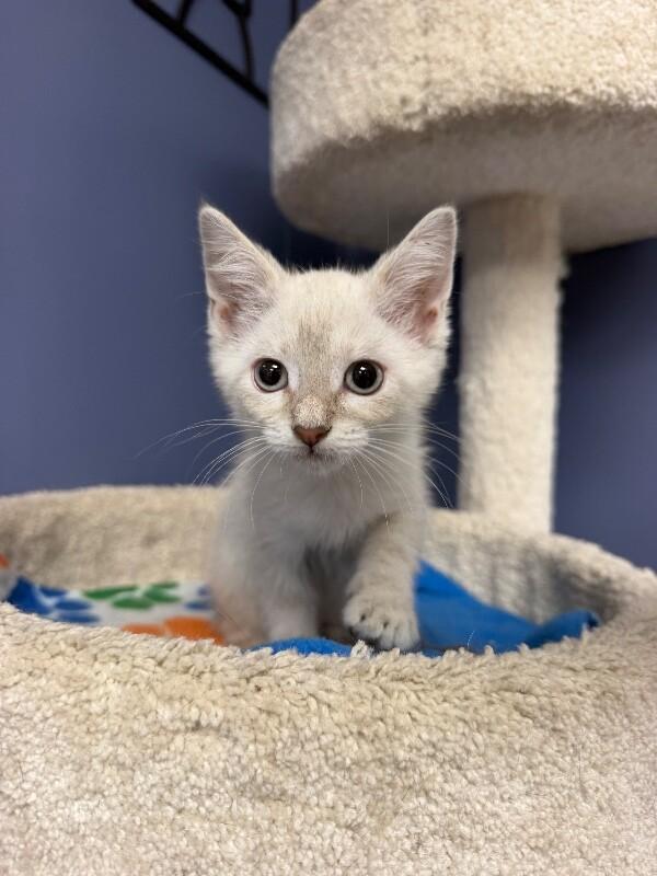 Benji, a Adoptable Domestic Short Hair in Belton, MO image 4/5