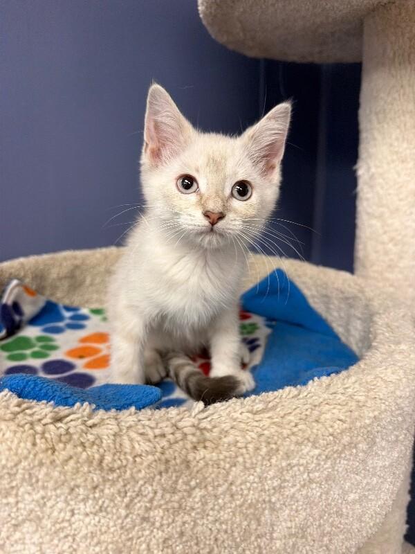Benji, a Adoptable Domestic Short Hair in Belton, MO image 5/5