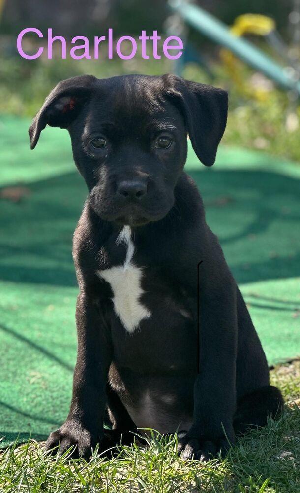 Enlarge Miss Phoenix, a Adopted mixed breed in Tuckerton, NJ image 1/1