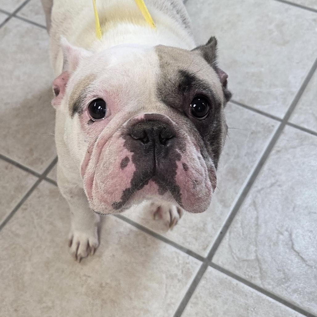 Panda, Adoptable, Young Male Shih Tzu & French Bulldog.