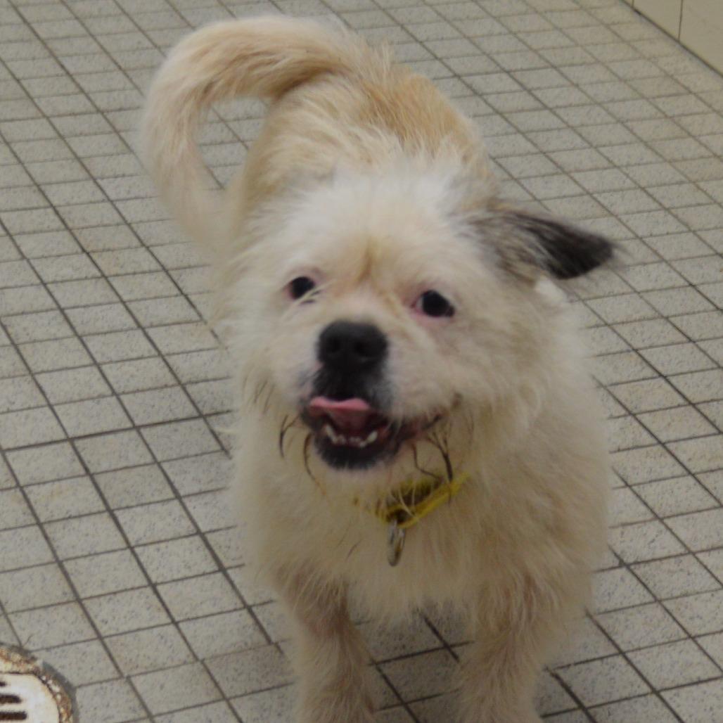 Enlarge Panda, a Adoptable mixed breed in Camden, DE image 2/4