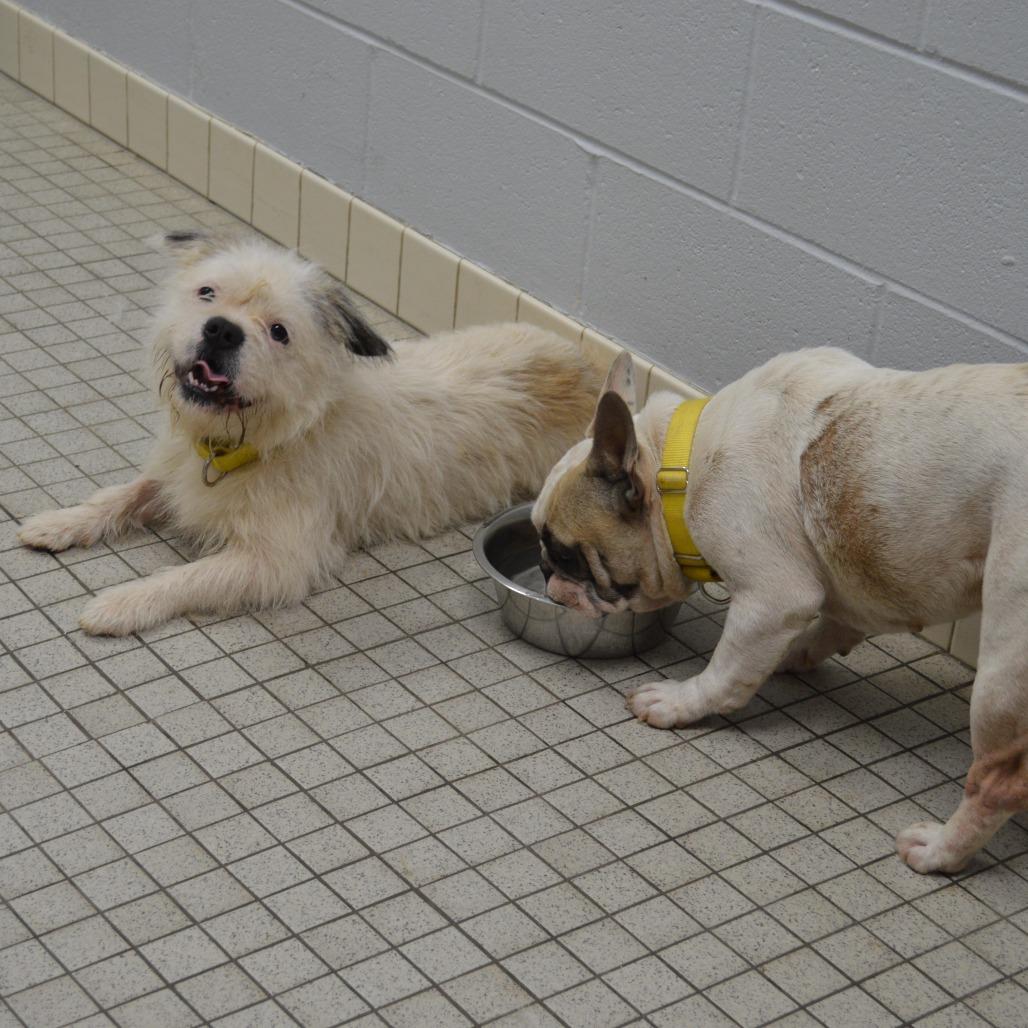 Enlarge Panda, a Adoptable mixed breed in Camden, DE image 3/4