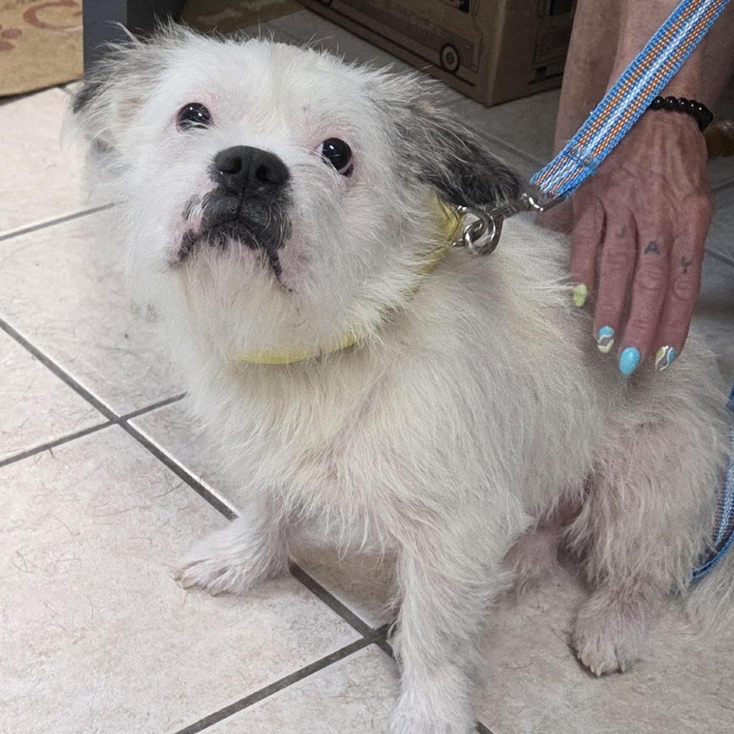 Enlarge Panda, a Adoptable mixed breed in Camden, DE image 4/4