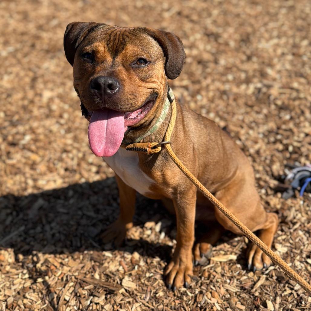 Cowboy*my adoption fee has been partially sponsored by my good friend Logan who found his forever home already*, Adoptable, Young Male Mixed Breed.