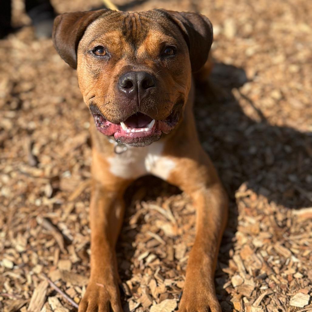 Enlarge Cowboy*my adoption fee has been partially sponsored by my good friend Logan who found his forever home already*, a Adoptable Mixed Breed in Wappingers Falls, NY image 2/4