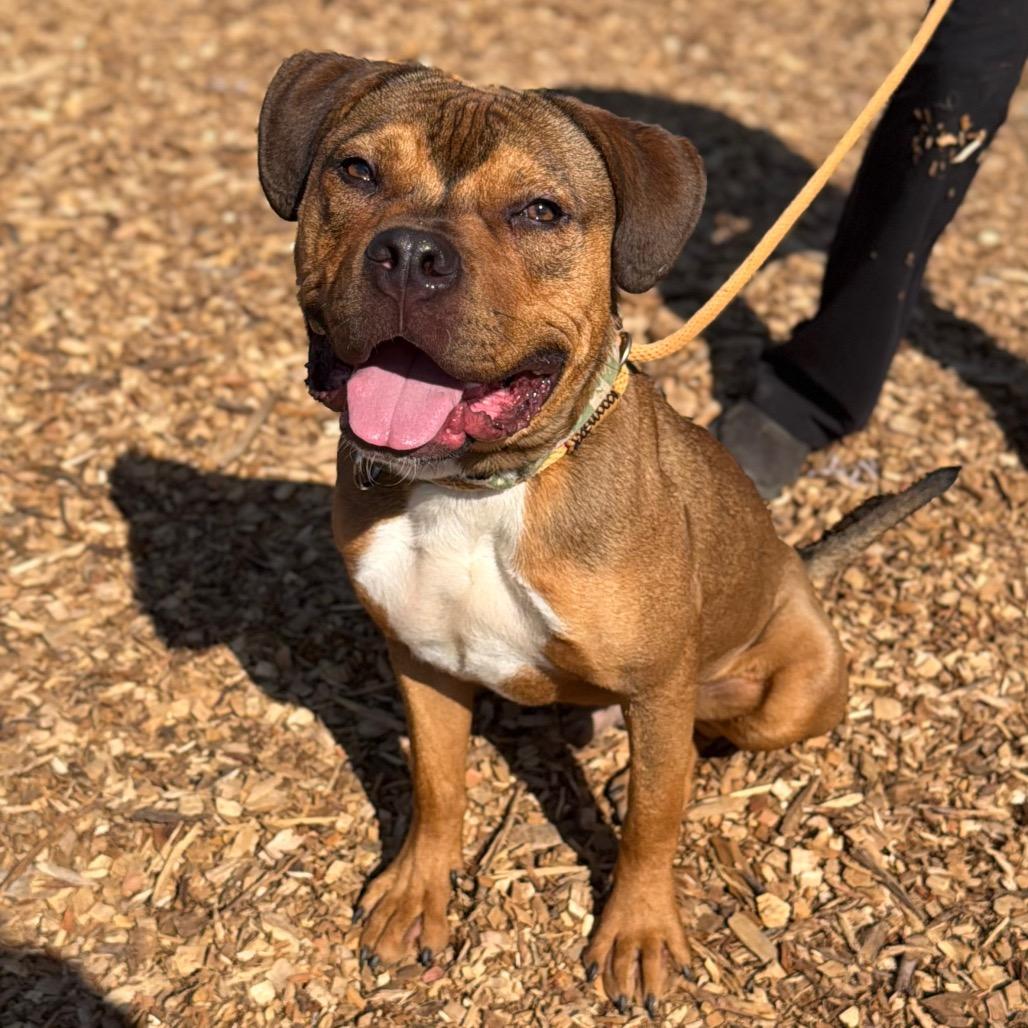 Enlarge Cowboy*my adoption fee has been partially sponsored by my good friend Logan who found his forever home already*, a Adoptable Mixed Breed in Wappingers Falls, NY image 3/4