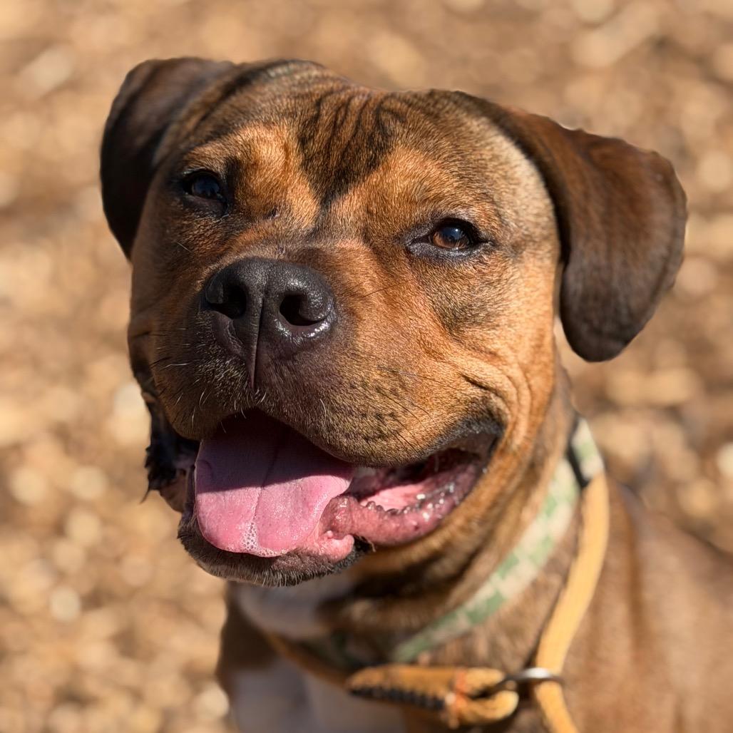 Enlarge Cowboy*my adoption fee has been partially sponsored by my good friend Logan who found his forever home already*, a Adoptable Mixed Breed in Wappingers Falls, NY image 4/4