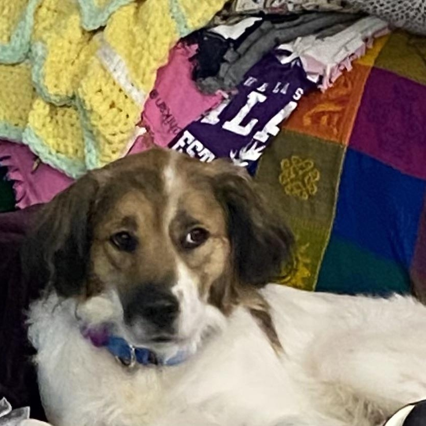 Enlarge Denali, a ADOPTABLE mixed breed in Omaha, NE image 3/4