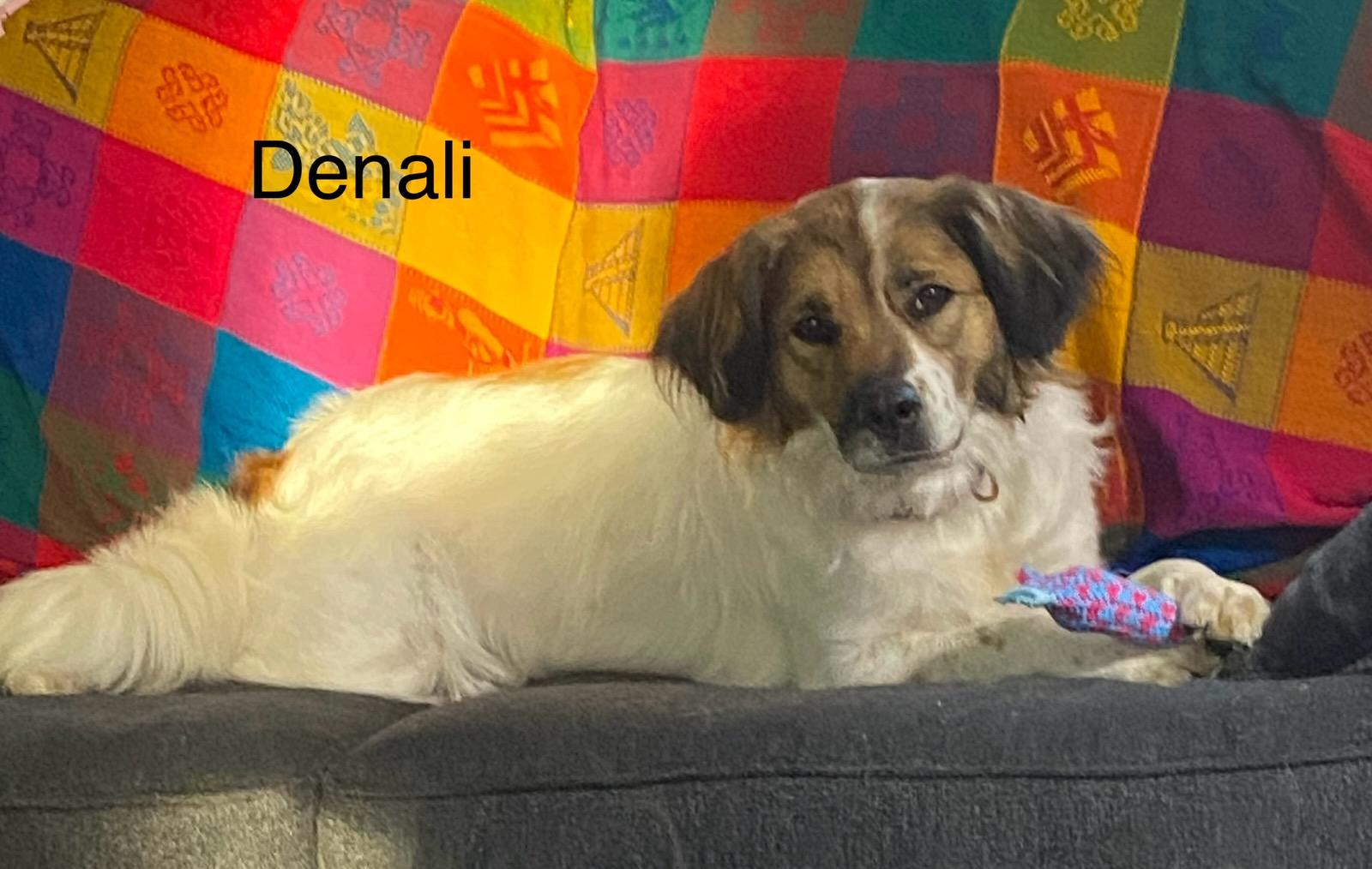 Enlarge Denali, a ADOPTABLE mixed breed in Omaha, NE image 1/4