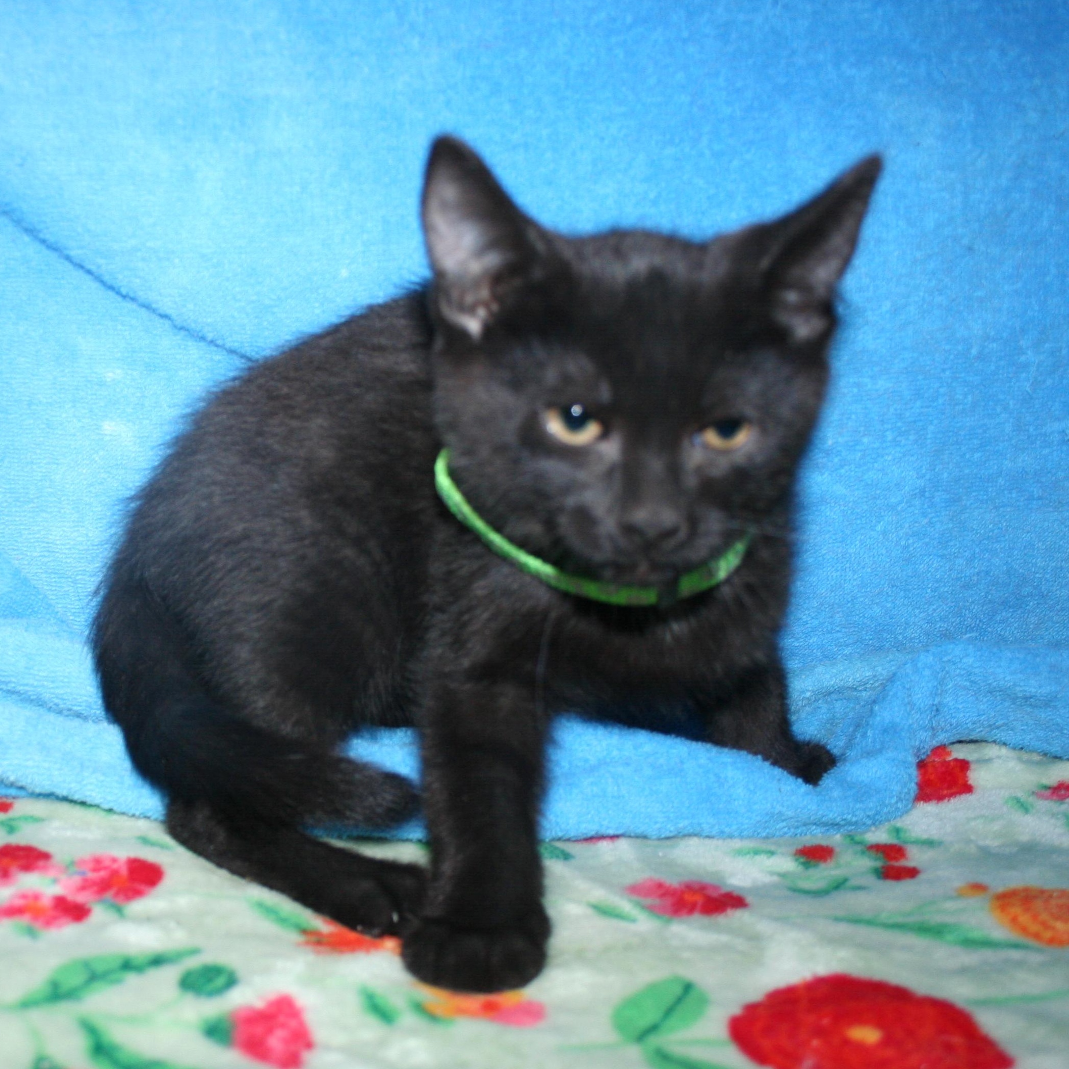 Enlarge Dewey ADOPTION PENDING, an adopted mixed breed in Howell, MI image 3/3