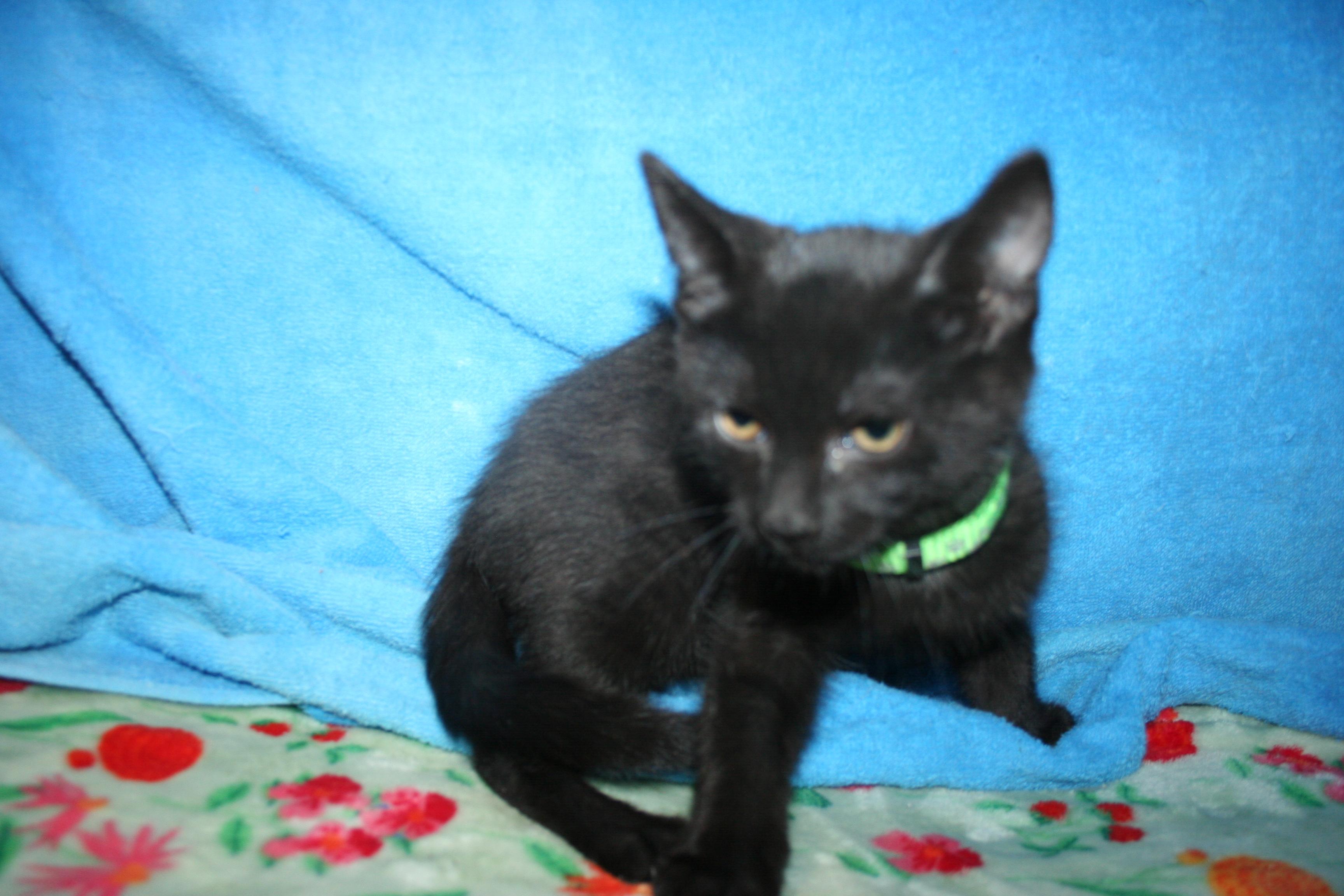 Enlarge Dewey ADOPTION PENDING, an adopted mixed breed in Howell, MI image 2/3