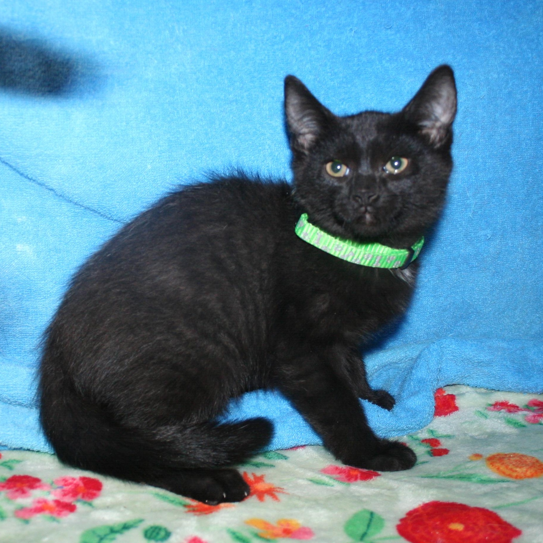 Enlarge Dewey ADOPTION PENDING, an adopted mixed breed in Howell, MI image 1/3
