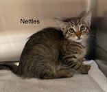 Nettles, Baby Male unknown