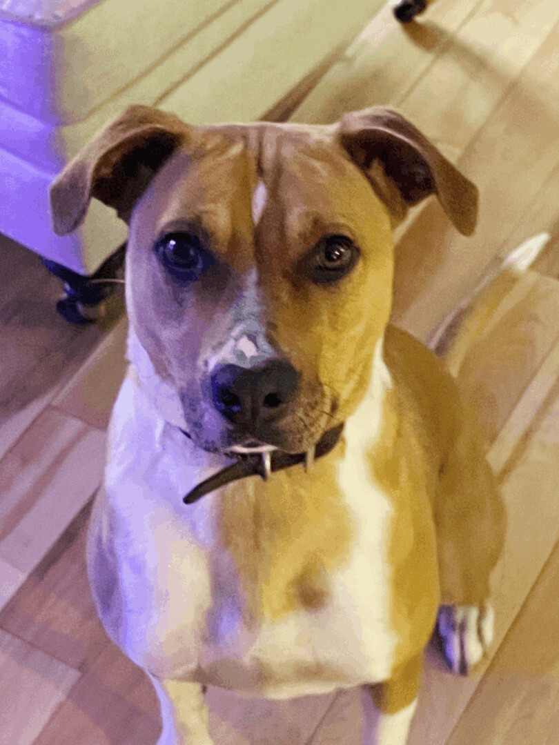 Bella Bleu, a Adoptable mixed breed in Somerset, KY image 1/6