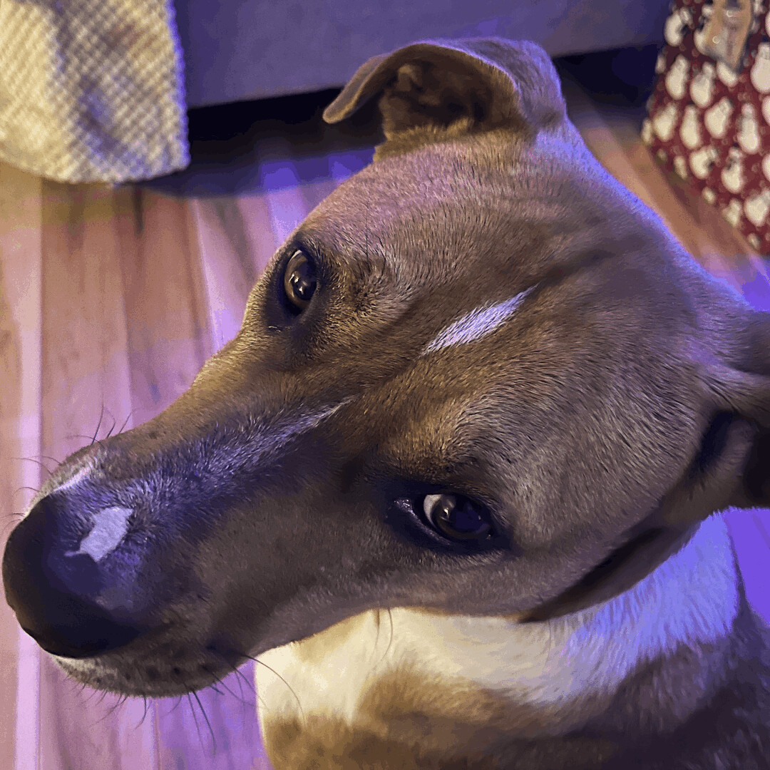 Bella Bleu, a Adoptable mixed breed in Somerset, KY image 3/6