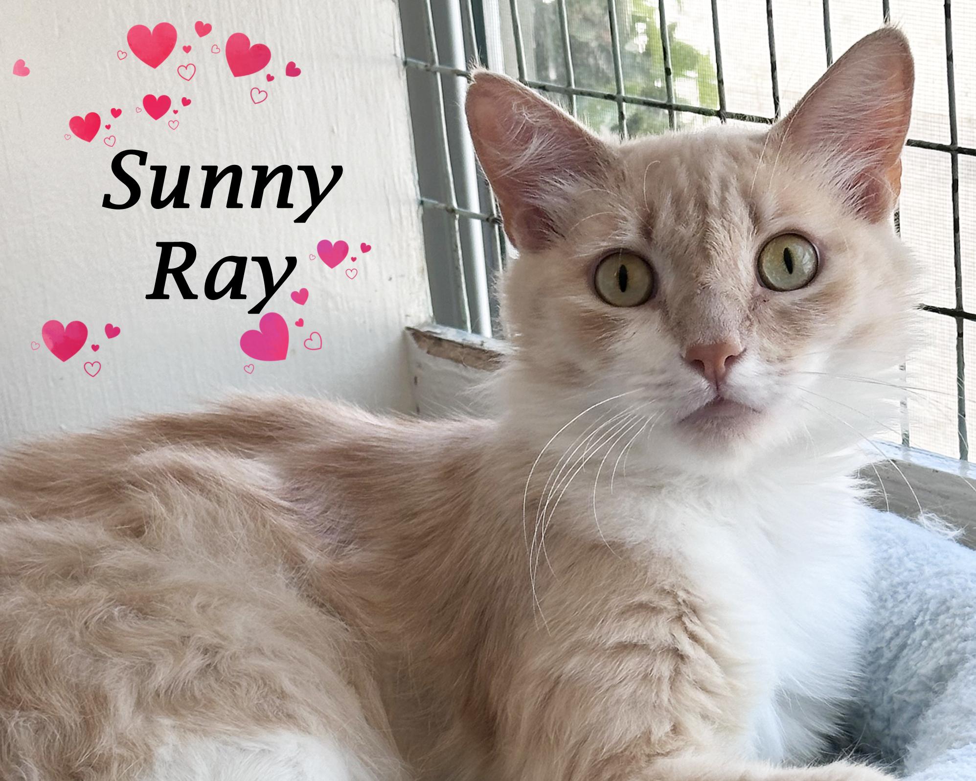 SUNNY RAY, Adoptable, Young Male Domestic Long Hair.