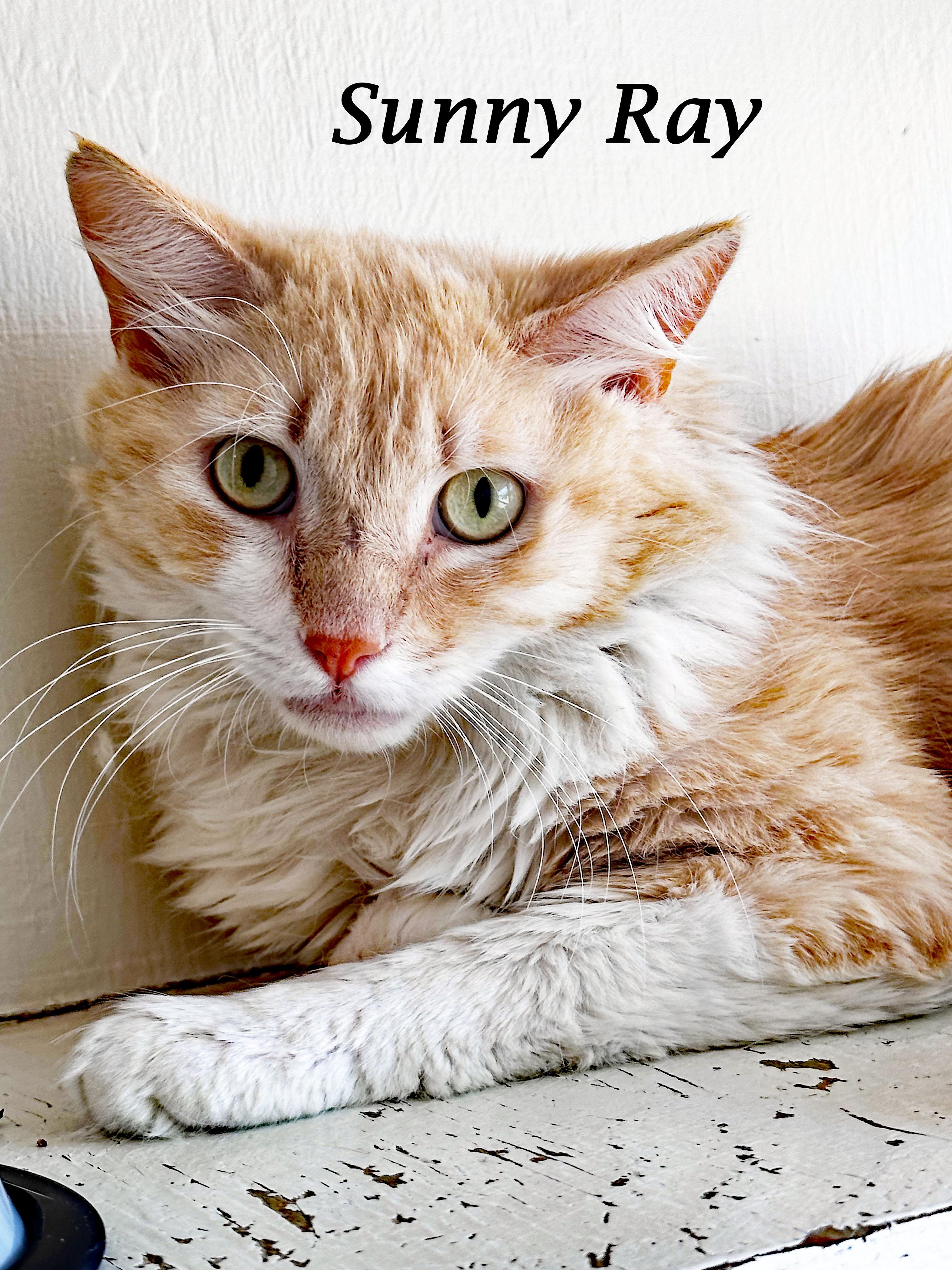 SUNNY RAY, a Adoptable Domestic Long Hair in Monrovia, CA image 6/6