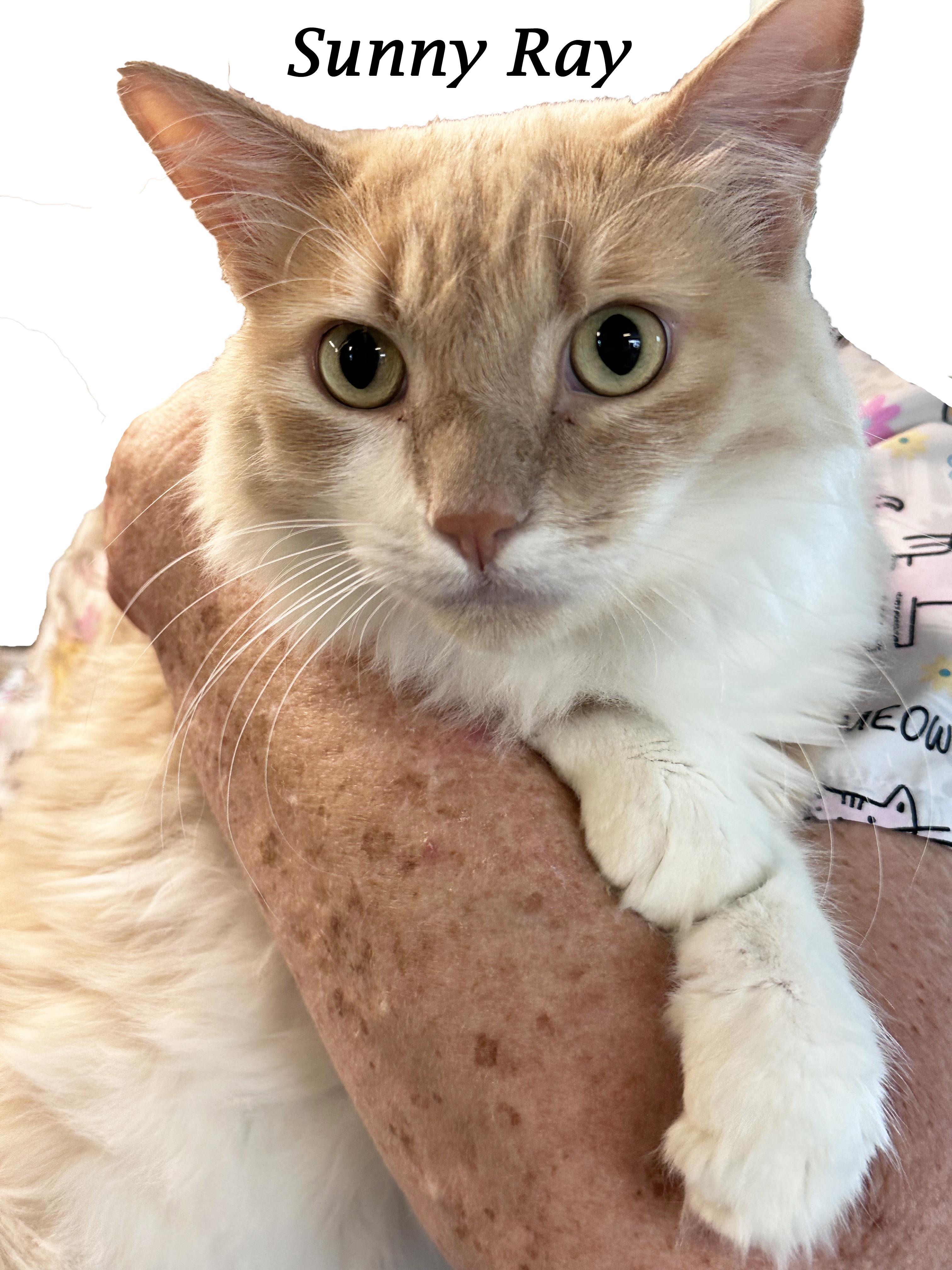SUNNY RAY, Adoptable, Young Male Domestic Long Hair.