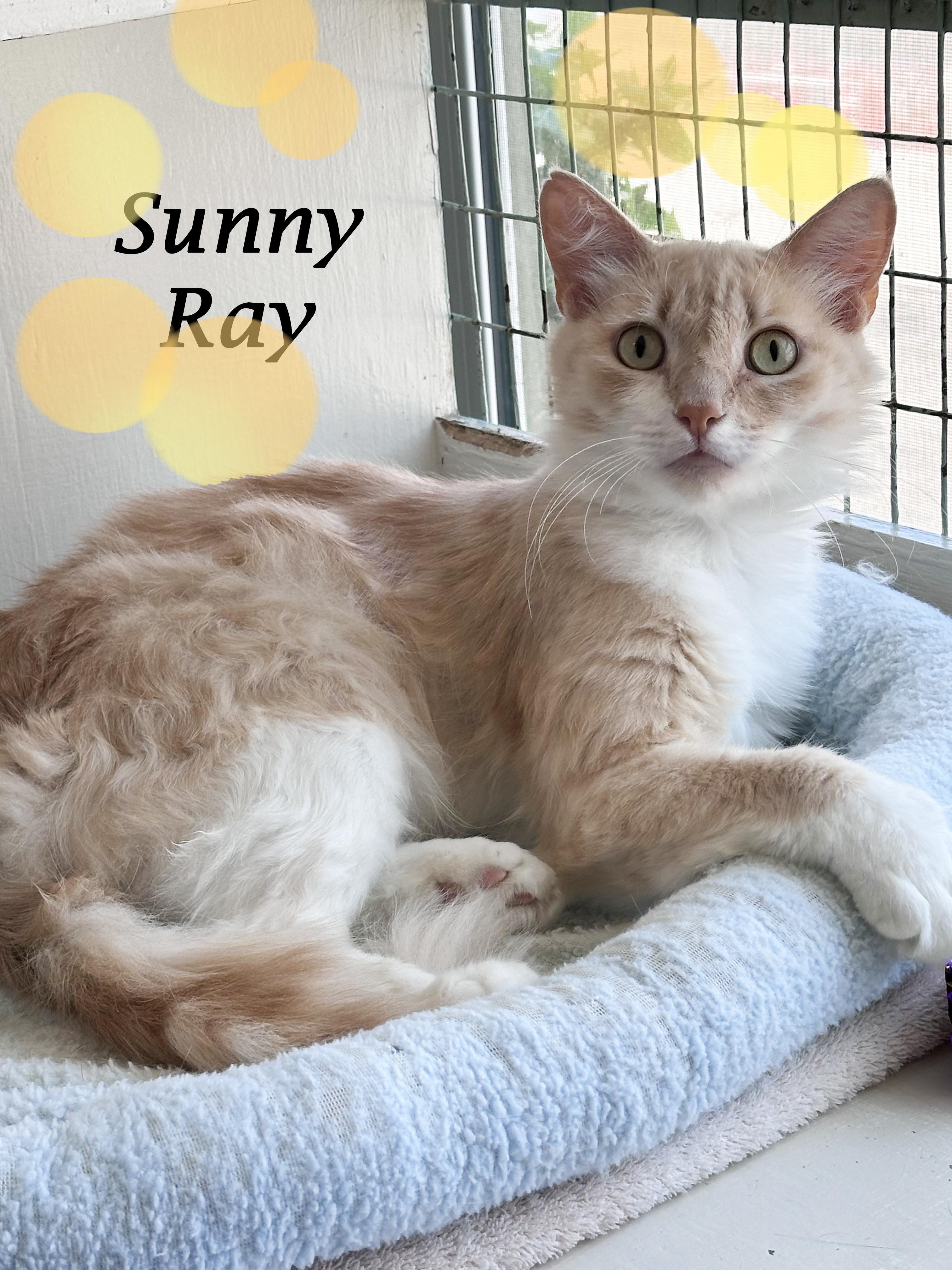 SUNNY RAY