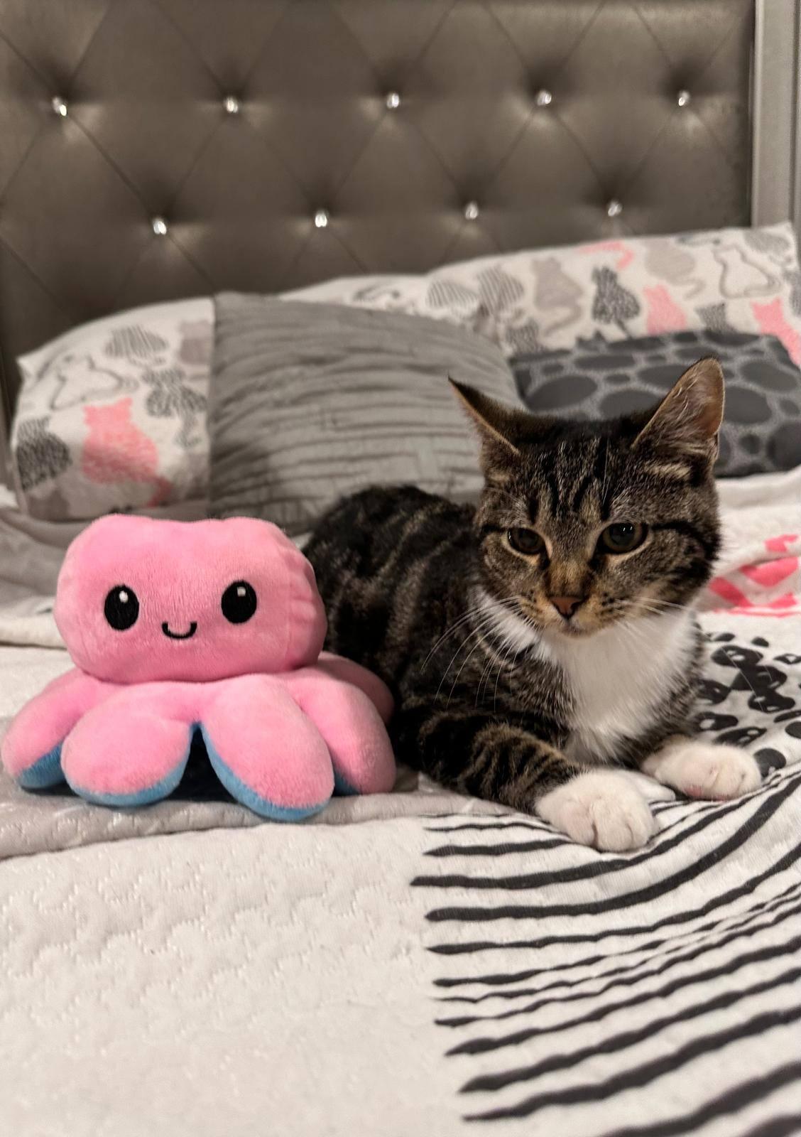 Enlarge S'mores, a Adoptable Domestic Medium Hair in Jersey City, NJ image 2/4