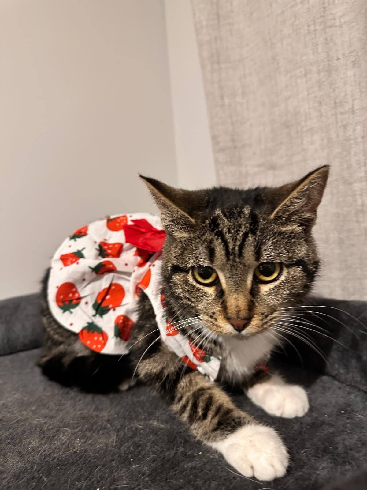 S'mores, Adoptable, Kitten Female Domestic Medium Hair.