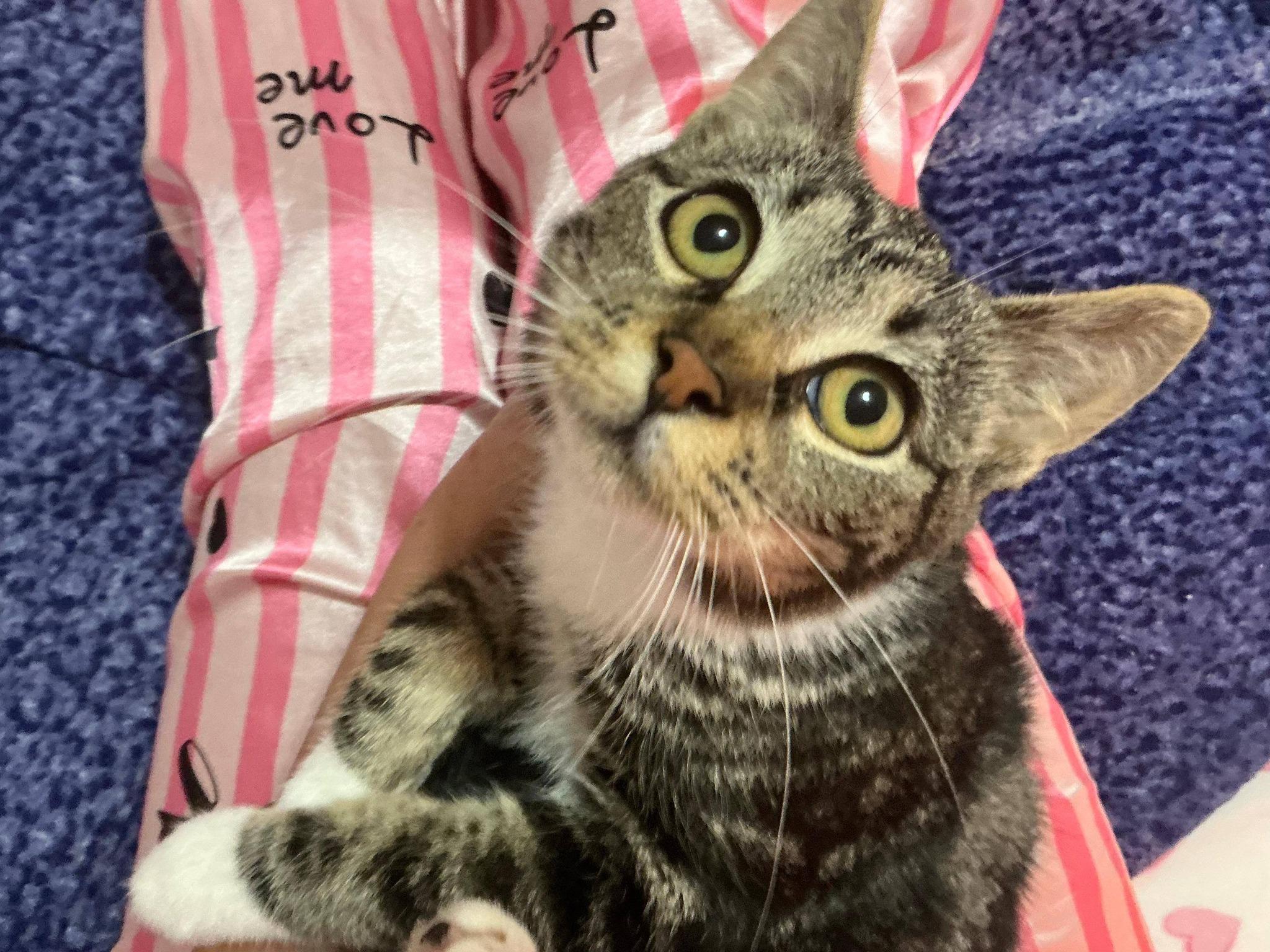 Enlarge S'mores, a Adoptable Domestic Medium Hair in Jersey City, NJ image 3/4