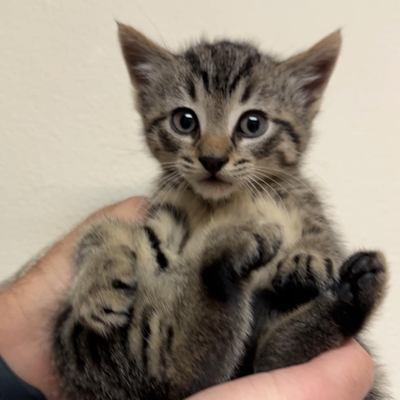 Enlarge Tiger and Mouse, a ADOPTABLE mixed breed in New york, NY image 2/3