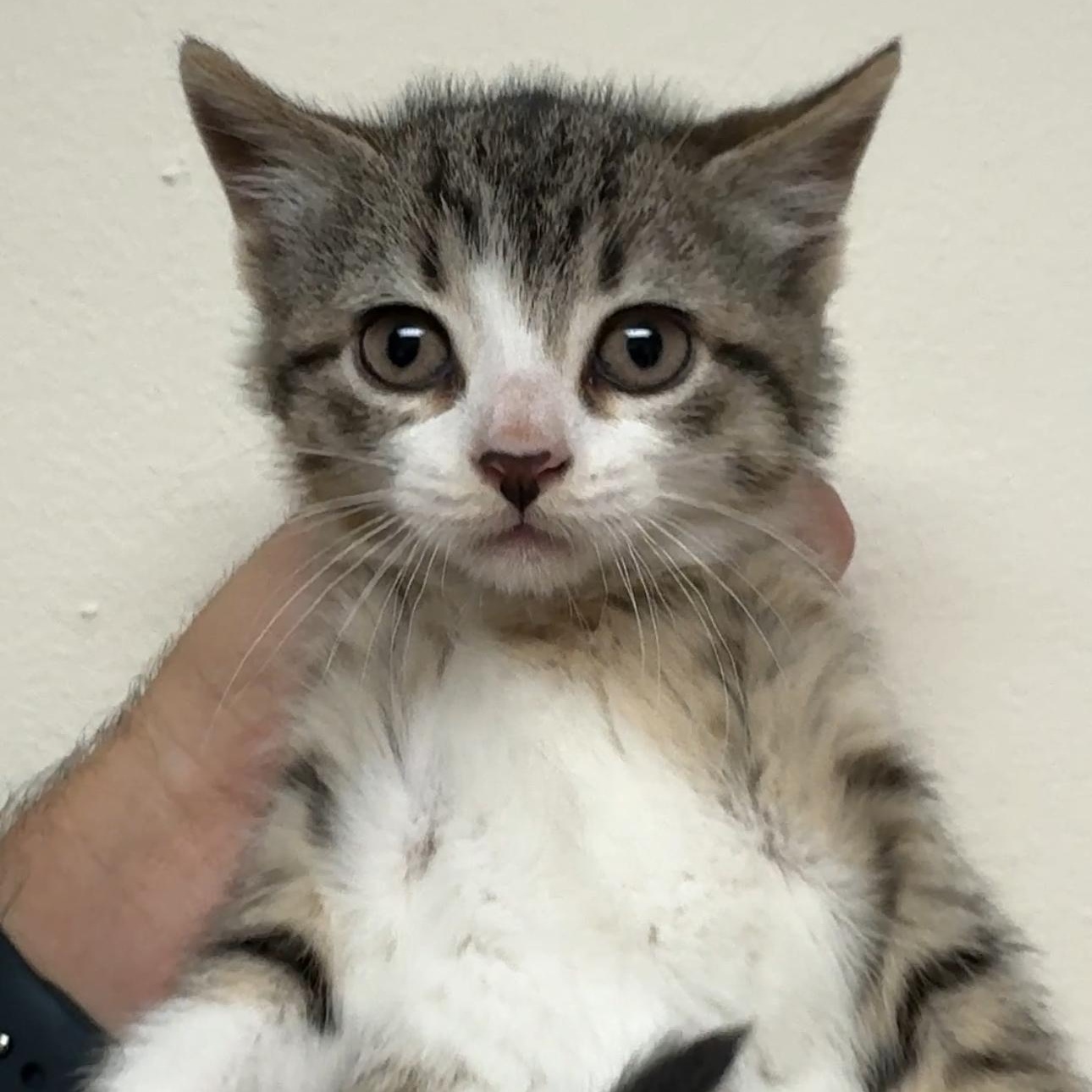 Enlarge Tiger and Mouse, a ADOPTABLE mixed breed in New york, NY image 3/3