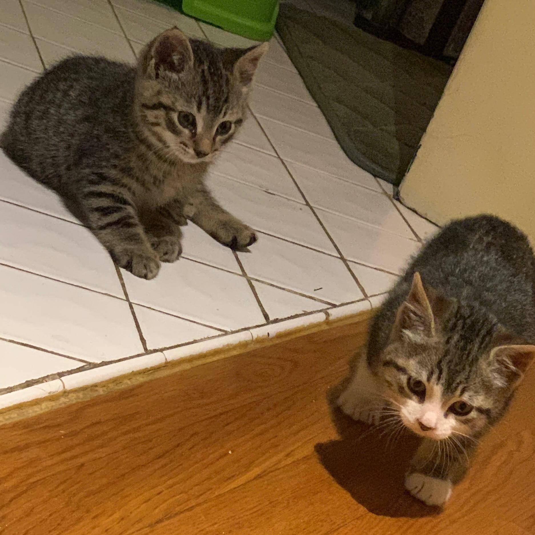 Tiger and Mouse, ADOPTABLE, Kitten Male Domestic Short Hair.