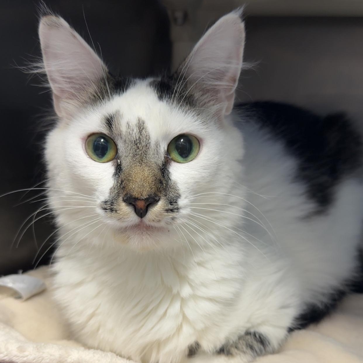 Enlarge Fluffy, an adoptable Domestic Long Hair in Exeter, RI image 1/5