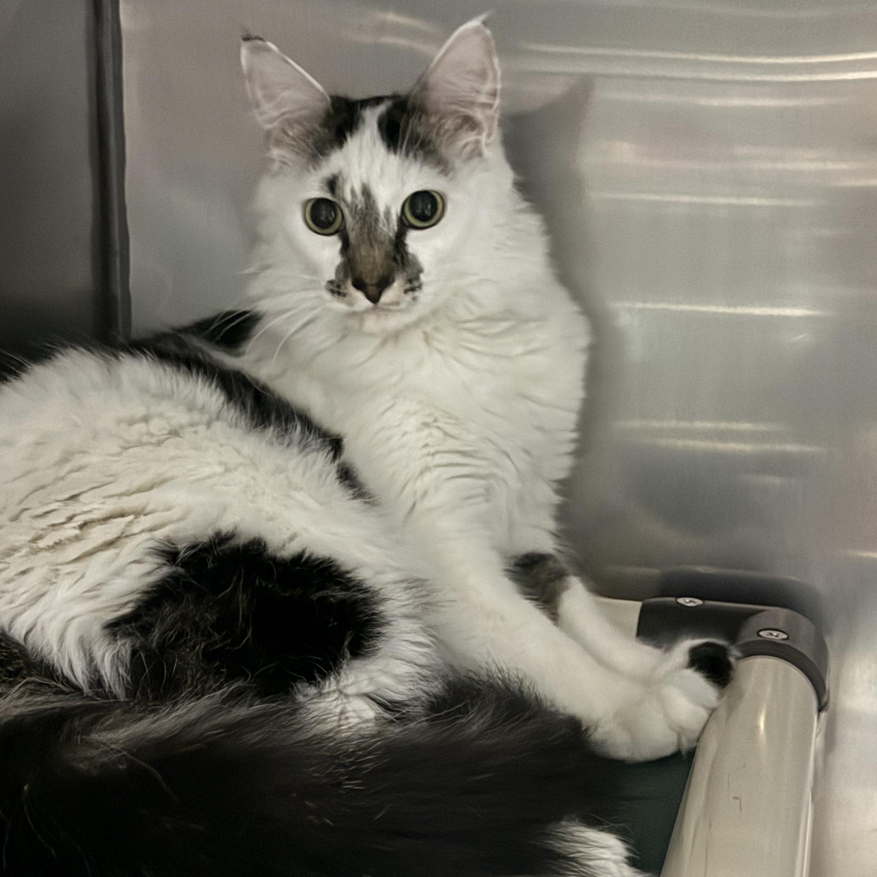 Fluffy, a ADOPTABLE Domestic Long Hair in Exeter, RI image 4/4