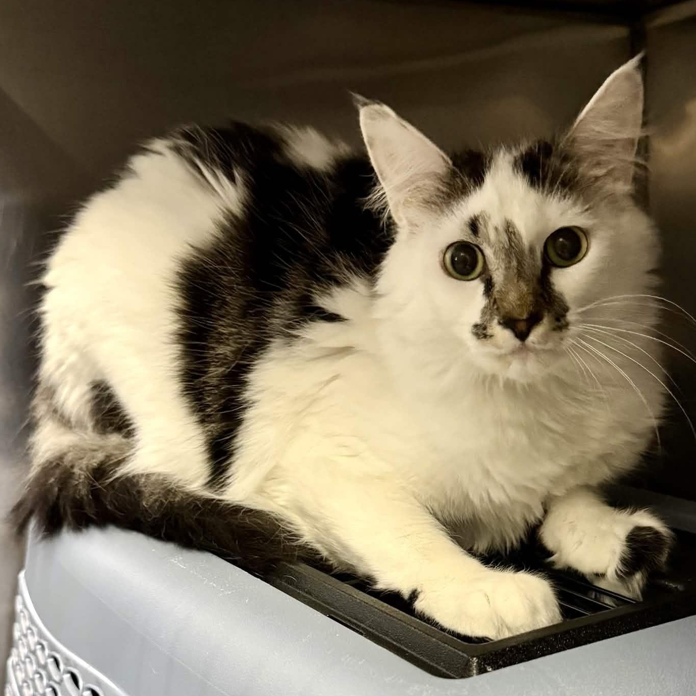 Fluffy, a ADOPTABLE Domestic Long Hair in Exeter, RI image 3/4