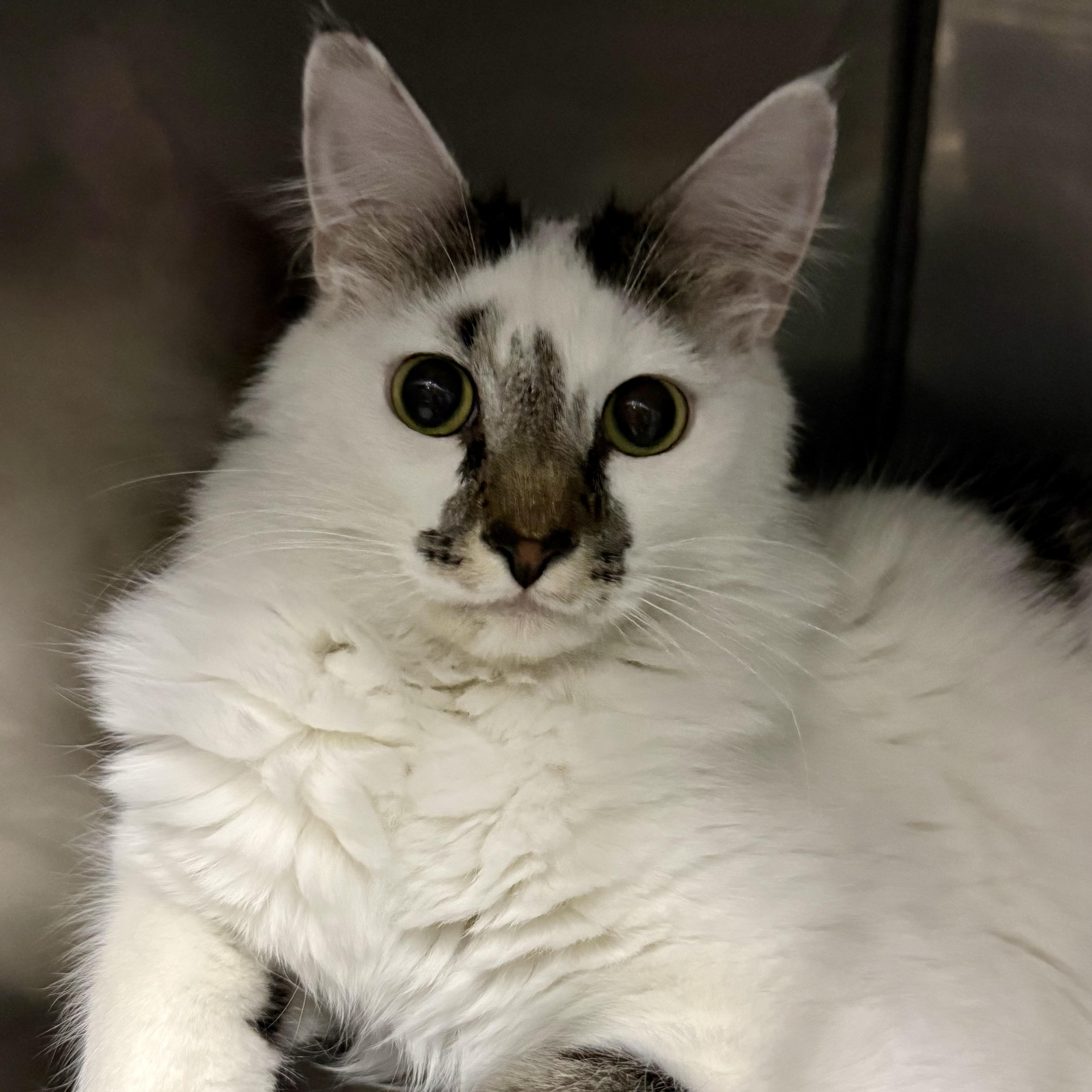 Fluffy, ADOPTABLE, Young Male Domestic Long Hair.