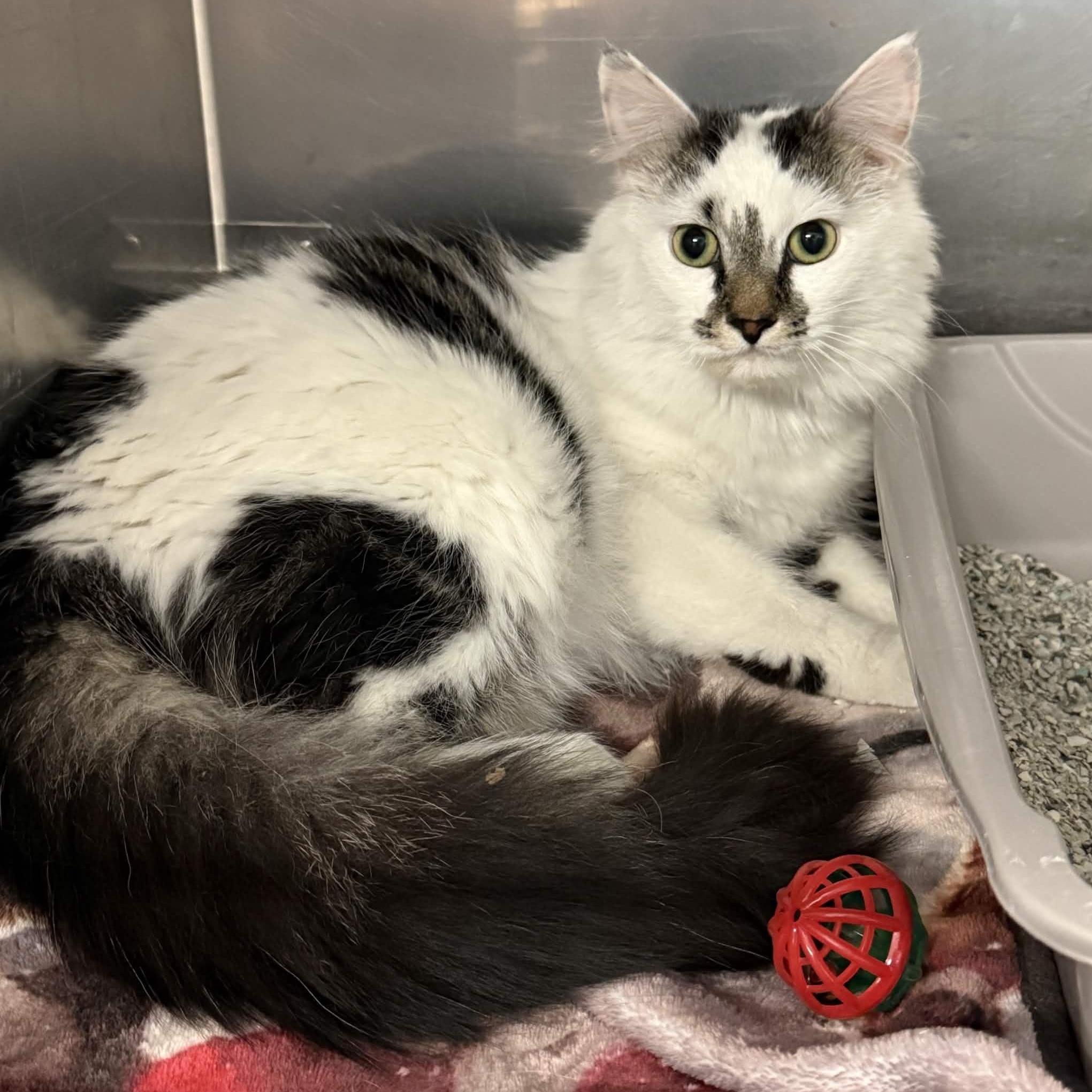 Fluffy, a ADOPTABLE Domestic Long Hair in Exeter, RI image 2/4