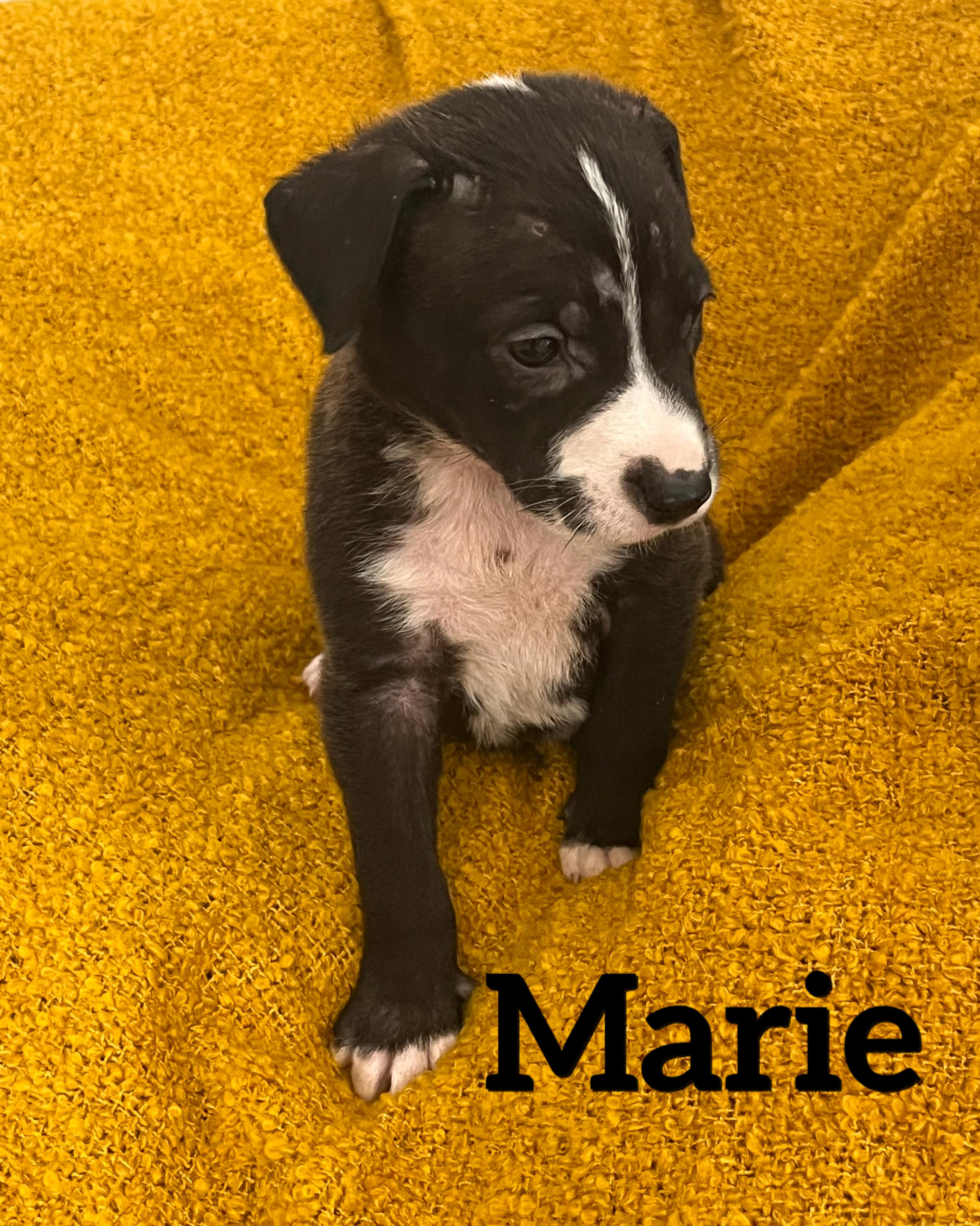 Marie, a Adoptable mixed breed in Pensacola, FL image 2/3