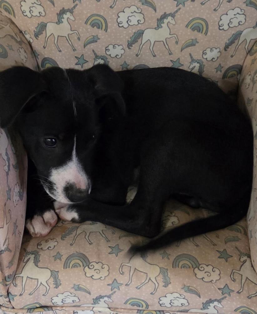 Enlarge Marie, a Adoptable mixed breed in Pensacola, FL image 1/1