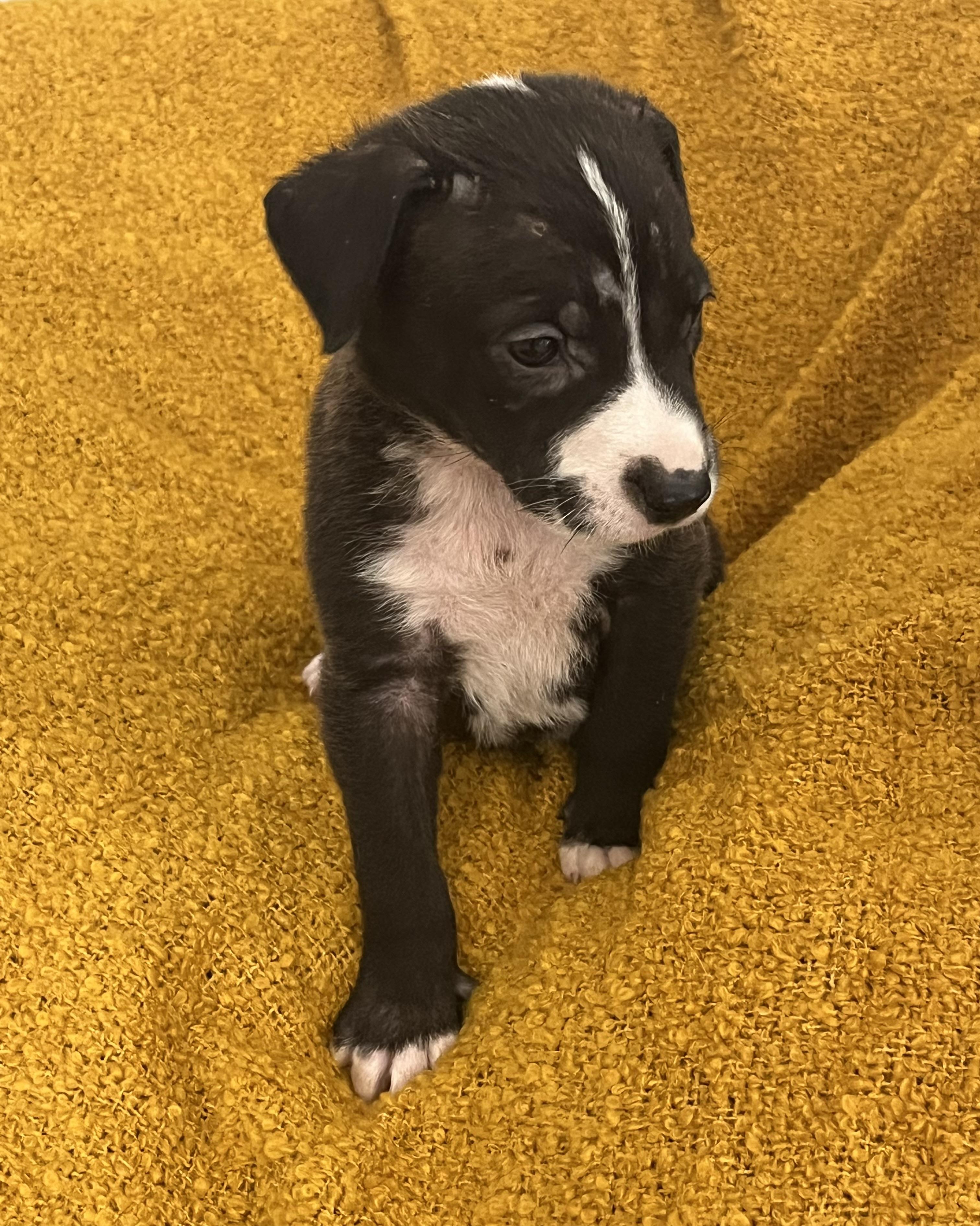 Marie, a Adoptable mixed breed in Pensacola, FL image 3/3