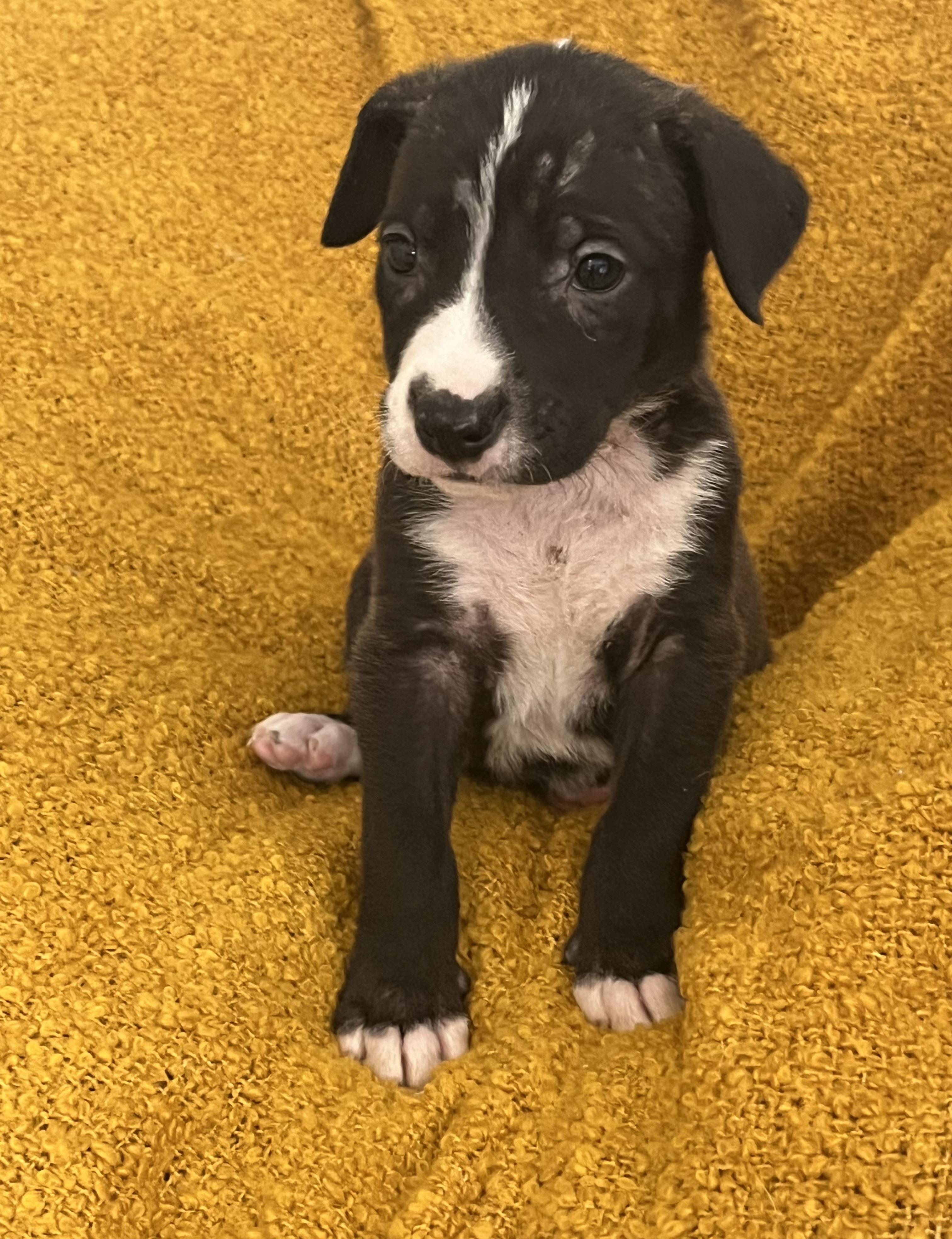 Marie, Adoptable, Puppy Female Border Collie.