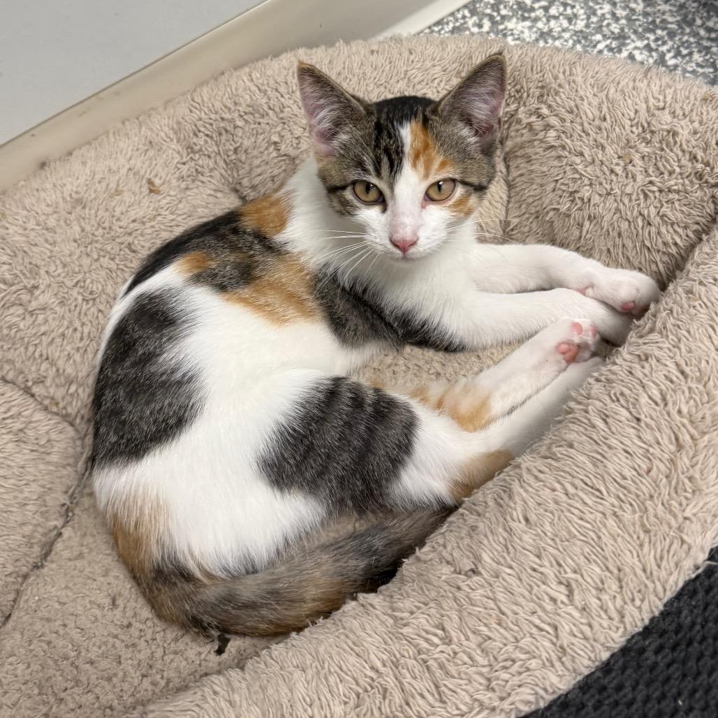 Rapunzel, a Adoptable Domestic Short Hair in Carroll, IA image 1/3