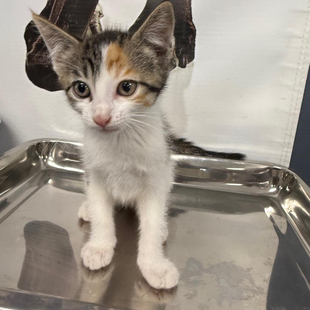 Rapunzel, a Adoptable Domestic Short Hair in Carroll, IA image 2/3