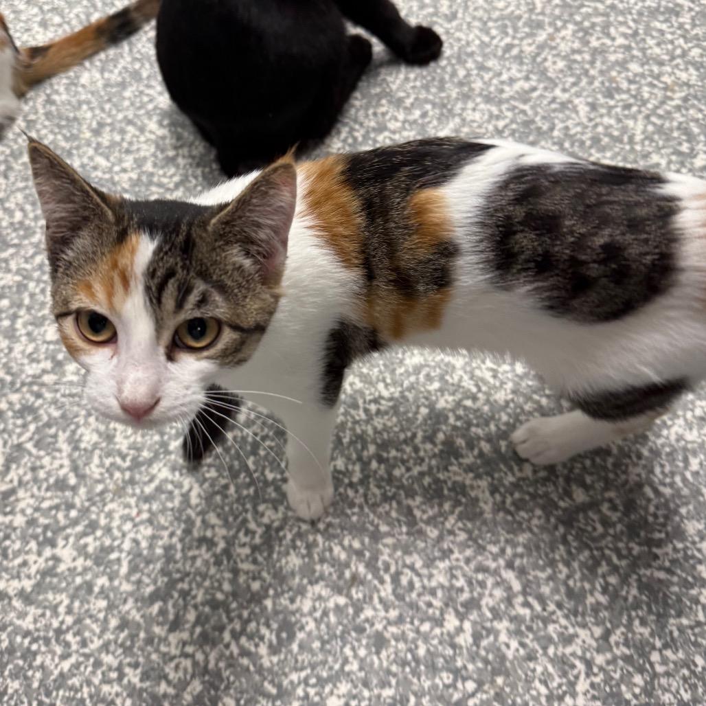 Rapunzel, a Adoptable Domestic Short Hair in Carroll, IA image 3/3