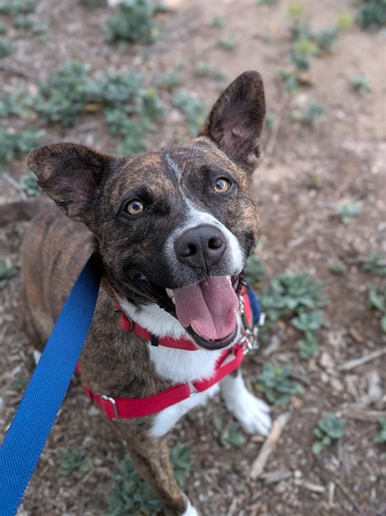 NETTLE, Adoptable, Young Male Pit Bull Terrier & Mixed Breed.