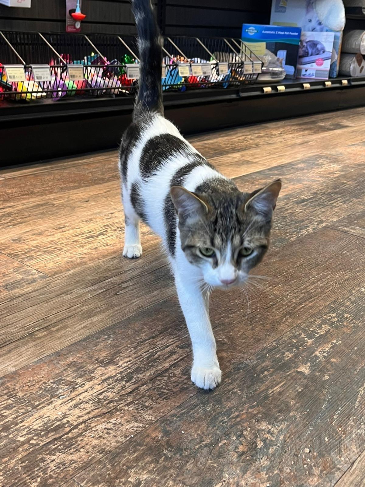 Enlarge Pecan-Pet Valu Oakville, a ADOPTABLE Domestic Short Hair in Mississauga, ON image 1/5