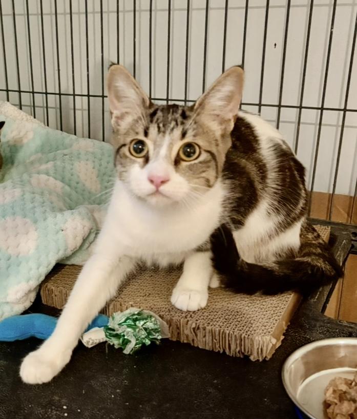 Enlarge Pecan-Pet Valu Oakville, a ADOPTABLE Domestic Short Hair in Mississauga, ON image 2/5