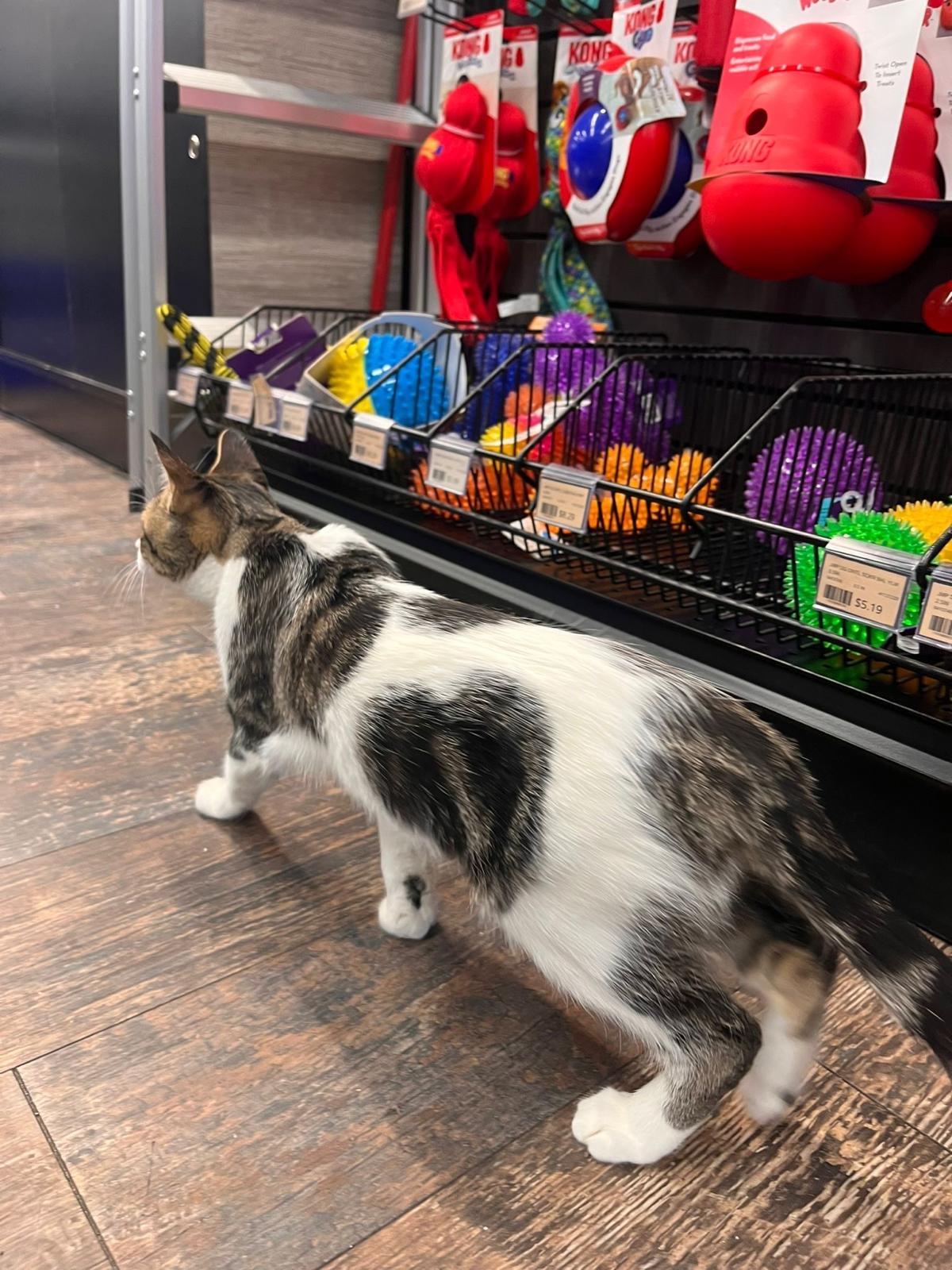 Enlarge Pecan-Pet Valu Oakville, a ADOPTABLE Domestic Short Hair in Mississauga, ON image 4/5