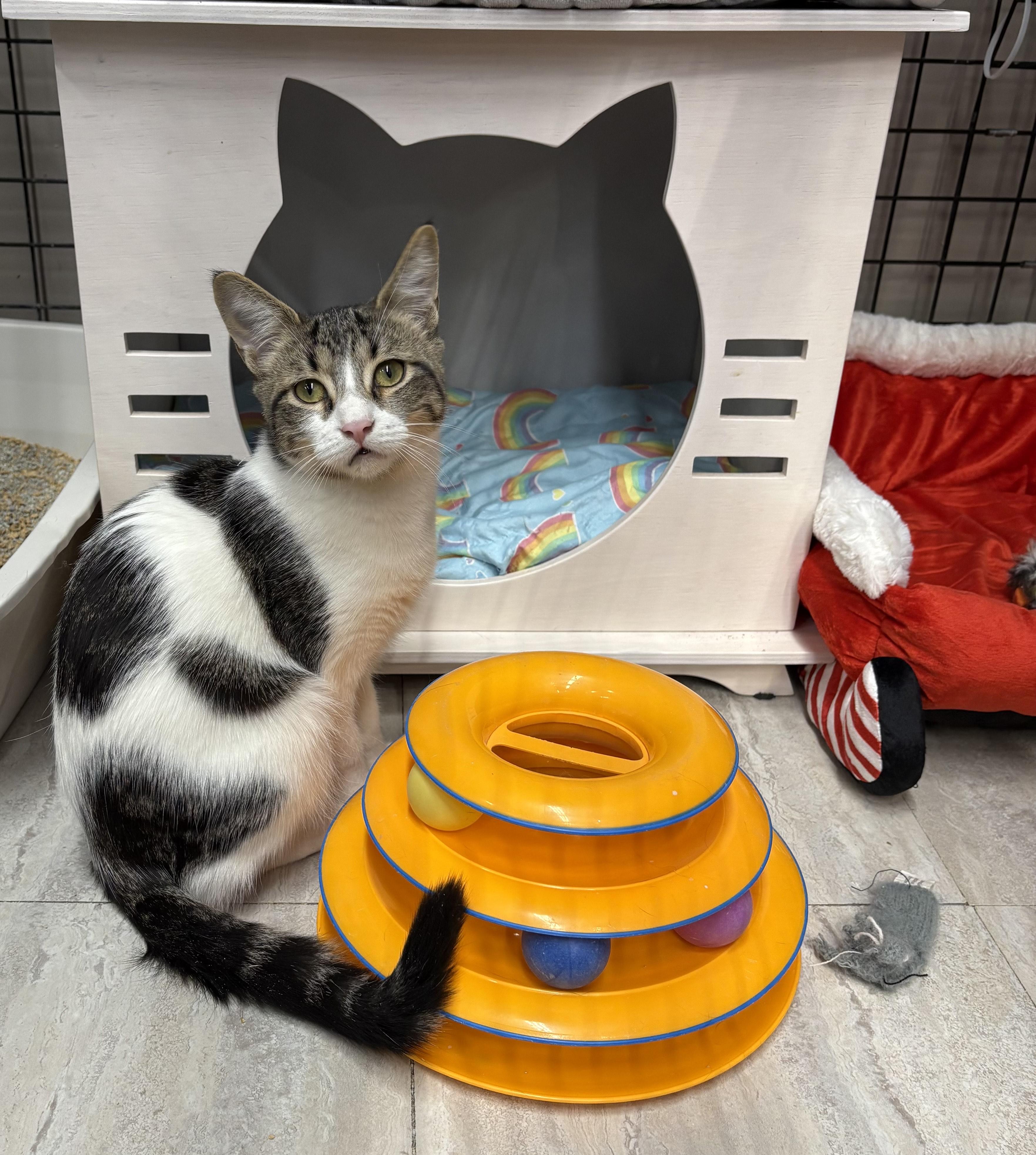 Enlarge Pecan-Pet Valu Oakville, a ADOPTABLE Domestic Short Hair in Mississauga, ON image 5/5