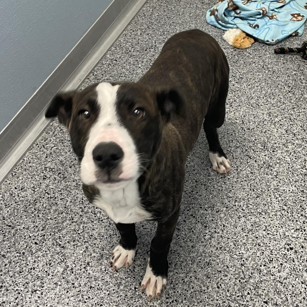 Dawn, a Adoptable mixed breed in North Battleford, SK image 1/6